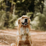 WAG Kangaroo Straight Bone (pack of 6)