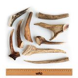 WAG Whole Small Antler